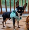 American River Solid Ultra Choke Free Dog Harness