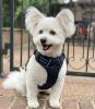Venture Paw Pull Control Dog Harness