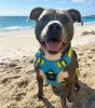 Venture Paw Pull Control Dog Harness