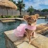 Pink Lace & Ruffles Dog Dress with Matching Leash