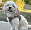 American River Solid Ultra Choke Free Dog Harness