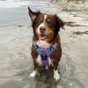 Venture Paw Pull Control Dog Harness