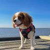 Venture Paw Pull Control Dog Harness